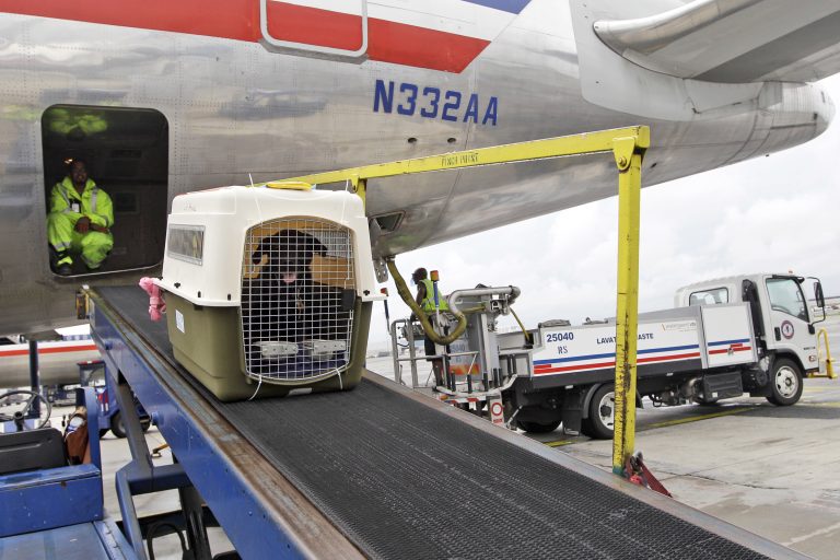 Does United Airlines Allow Pets In Cargo?