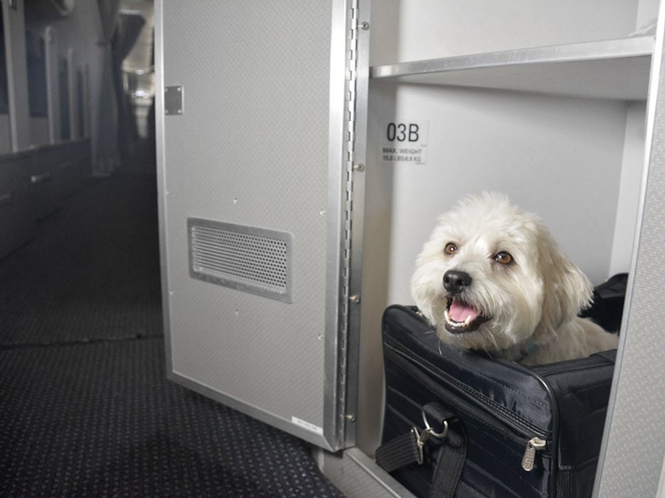 Do Dogs Fly Free on American Airlines?