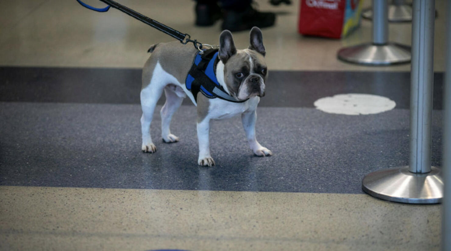 Can French Bulldogs Fly on American Airlines?