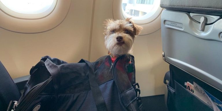 What Size Dog Can Fly On American Airlines?