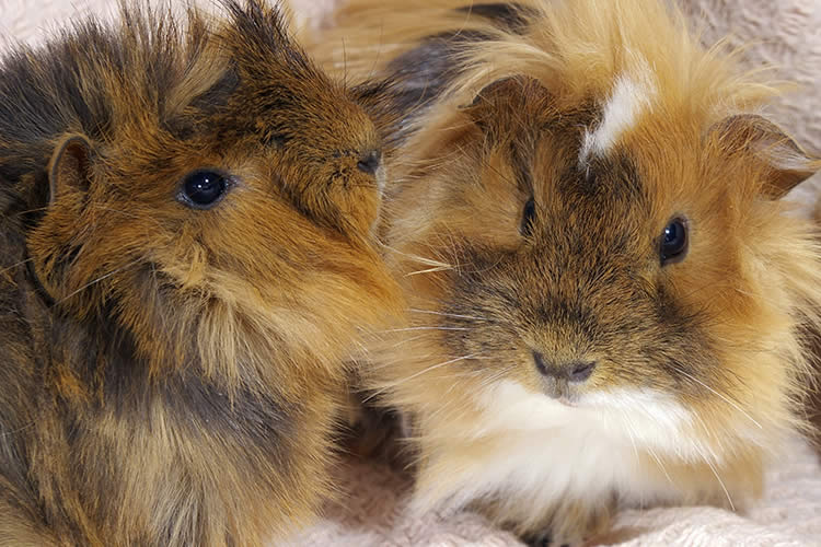 Can Guinea Pigs Fly on American Airlines?