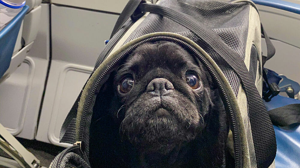 Can Pugs Fly on American Airlines?