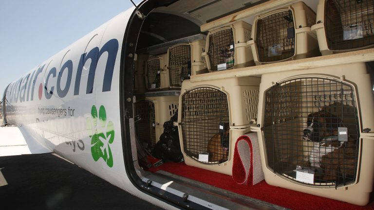 Can Dogs Fly On Delta Airlines?