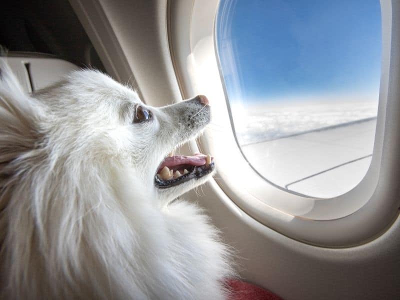 Can You Fly With 2 Dogs on American Airlines?