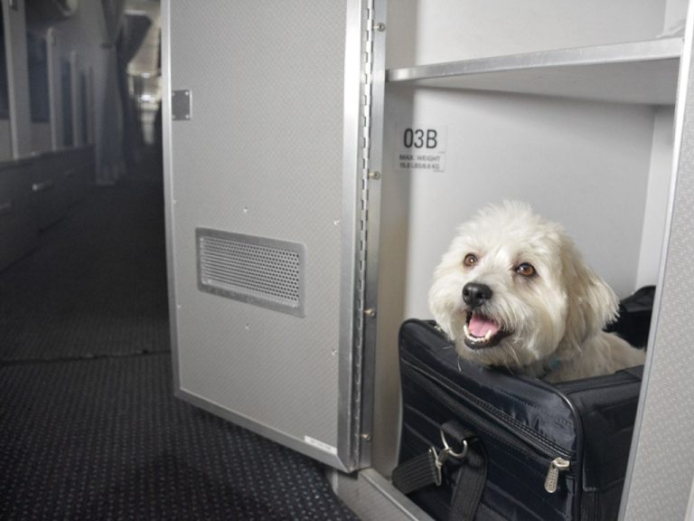 What Is The Pet Policy For American Airlines?