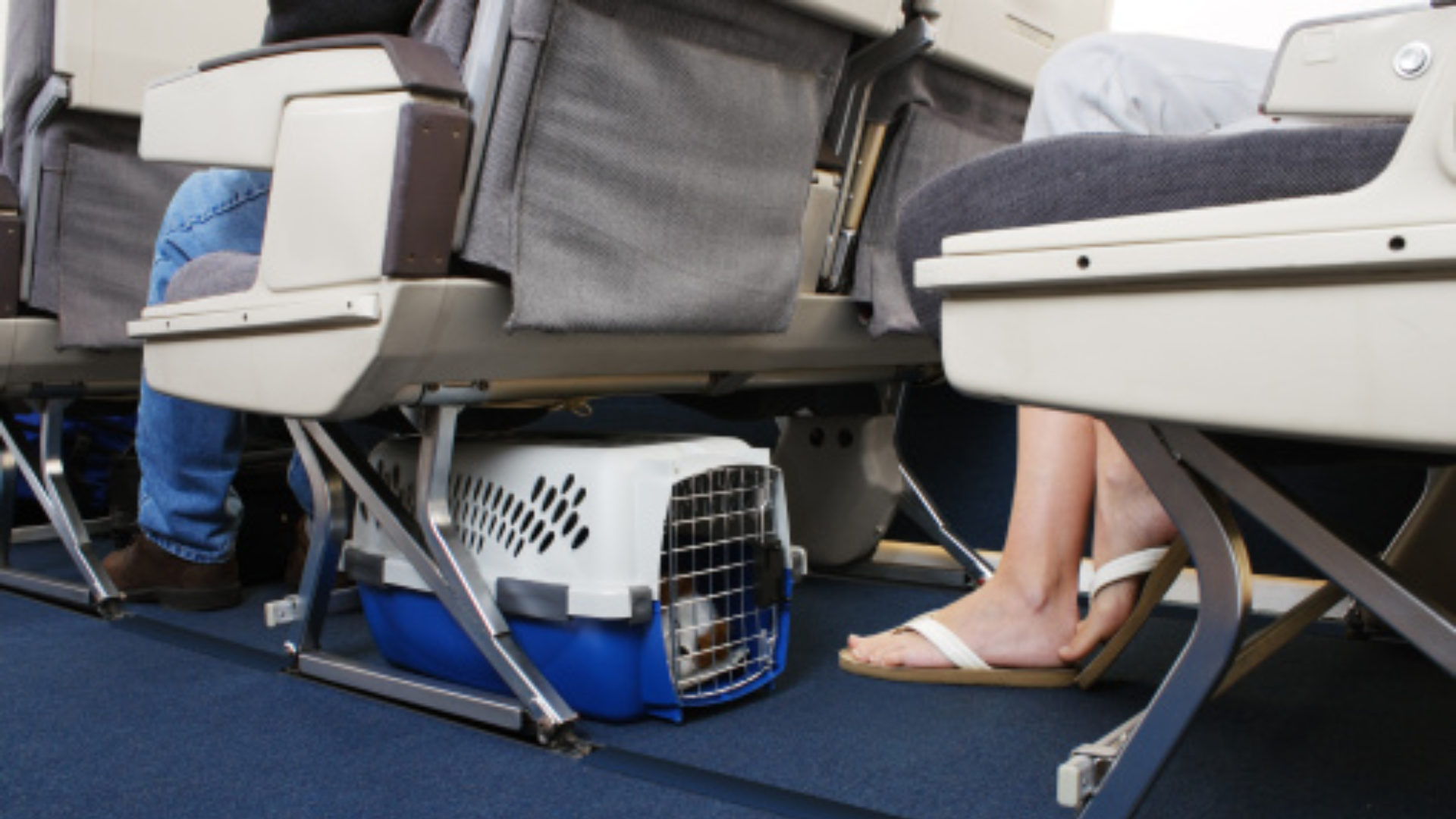 How to Fly With Pets American Airlines?