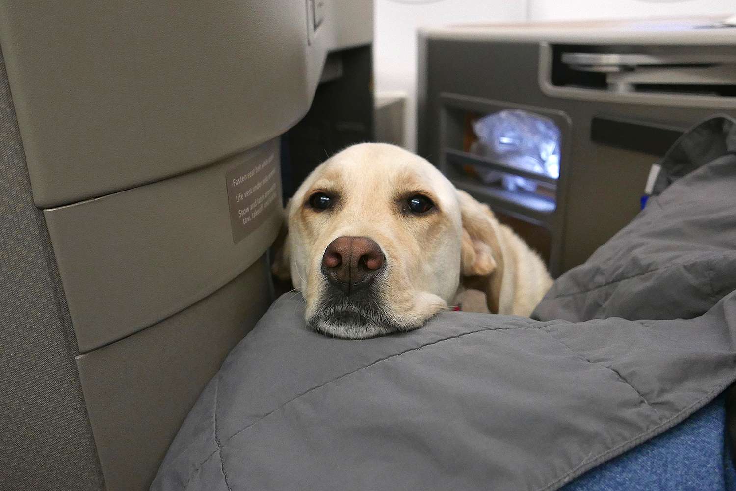 Does American Airlines Allow Esa Dogs?