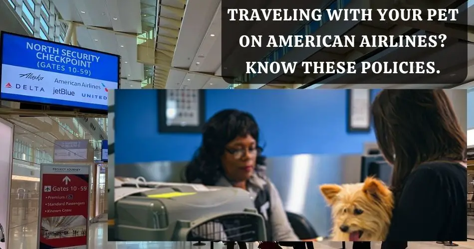 How Strict is American Airlines Pet Policy?