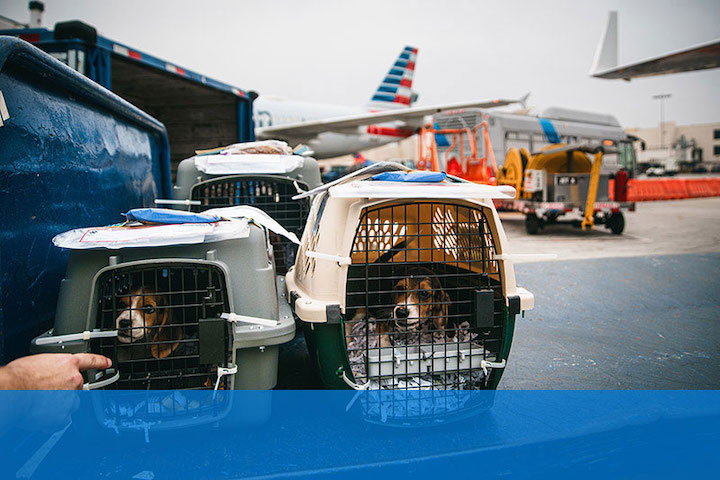 How to Travel With a Dog American Airlines?