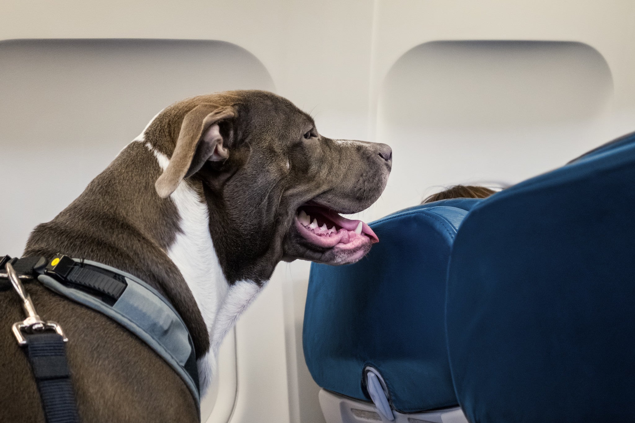 Can Pitbulls Fly on American Airlines?