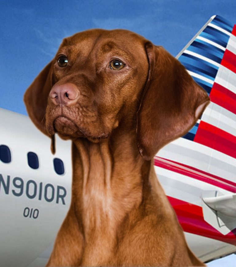 How To Fly With A Large Dog American Airlines?